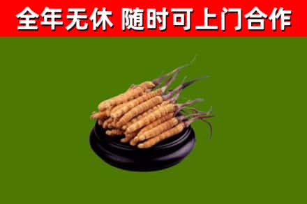 富阳烟酒回收冬虫夏草.jpg